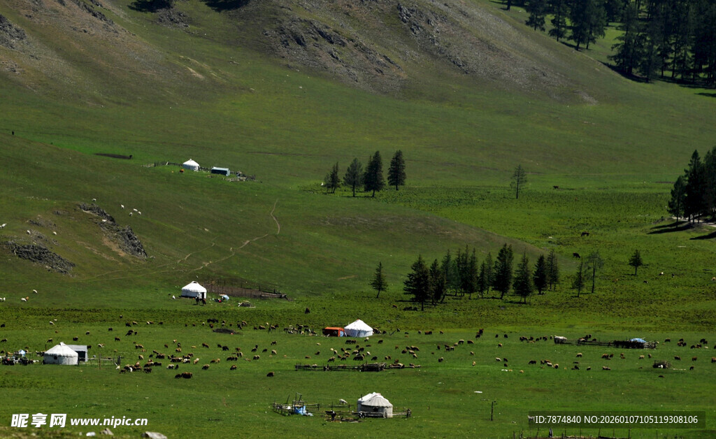 草原上悠闲吃草的羊群
