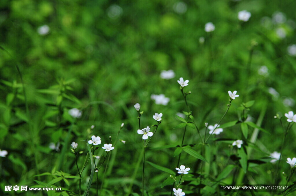 绿草间的白色小花绽放