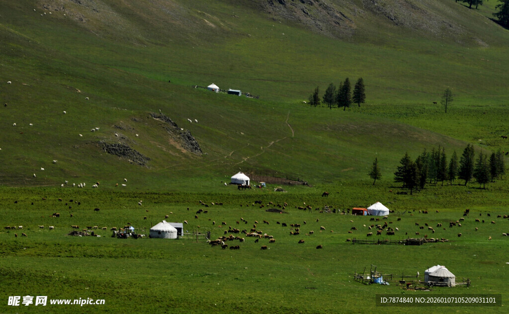 草原上的白色帐篷与牲畜