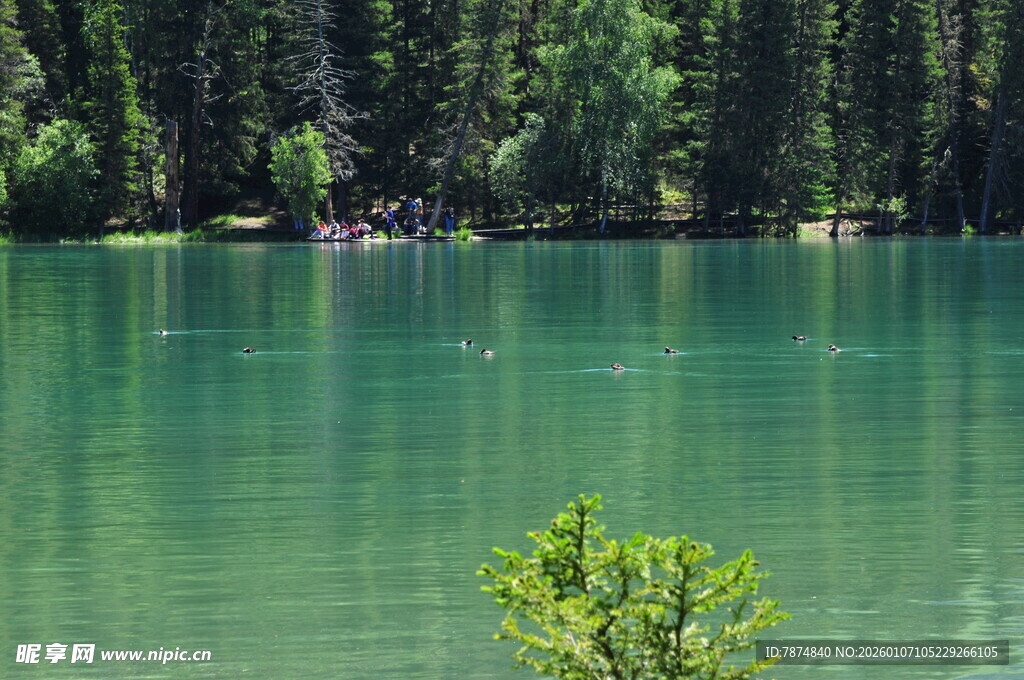 碧绿湖水旁的葱郁树林