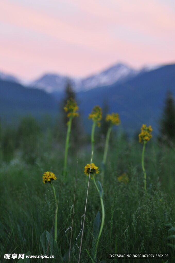草原黄花与远山美景