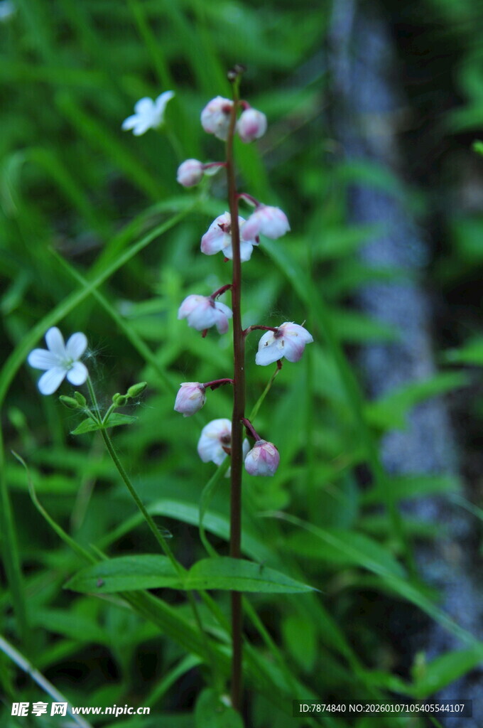 草丛中的白色小花