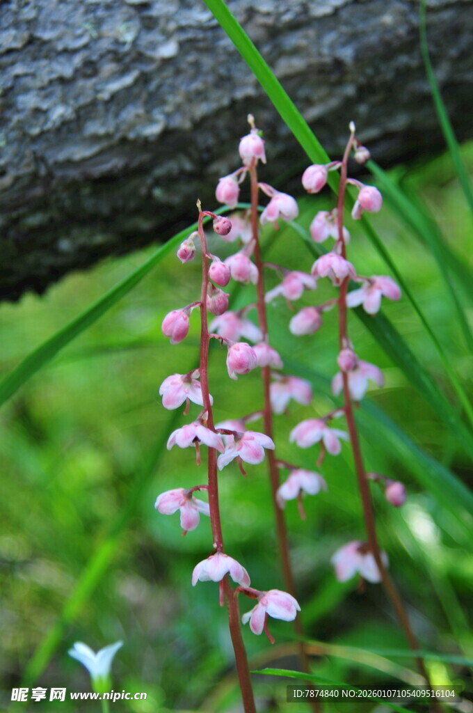 林间粉色小花绽放