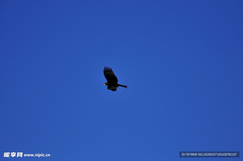 蓝天中翱翔的飞鸟