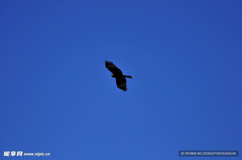 蓝天中翱翔的飞鸟
