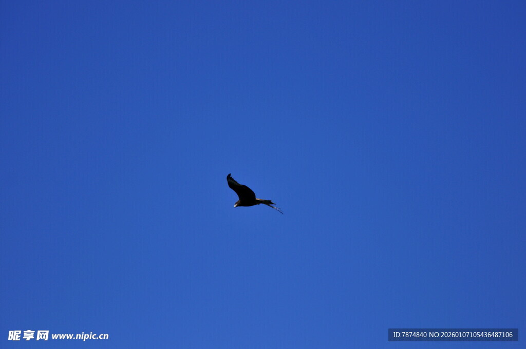 蓝天中翱翔的飞鸟