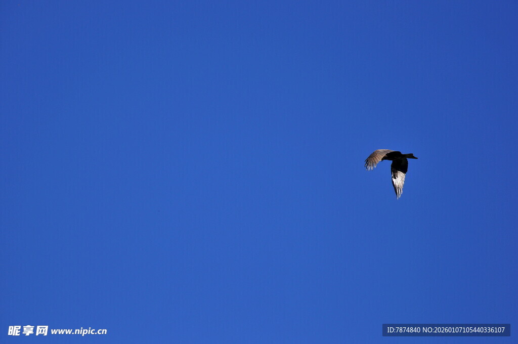 蓝天中翱翔的飞鸟