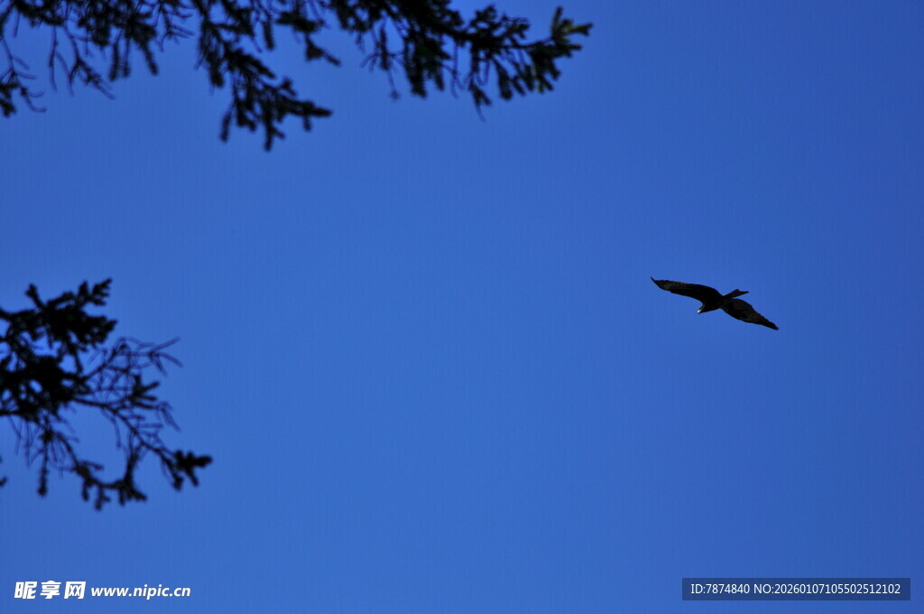 蓝天中翱翔的飞鸟