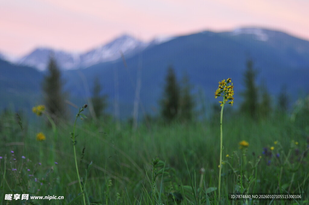 草原上的野花与远山美景