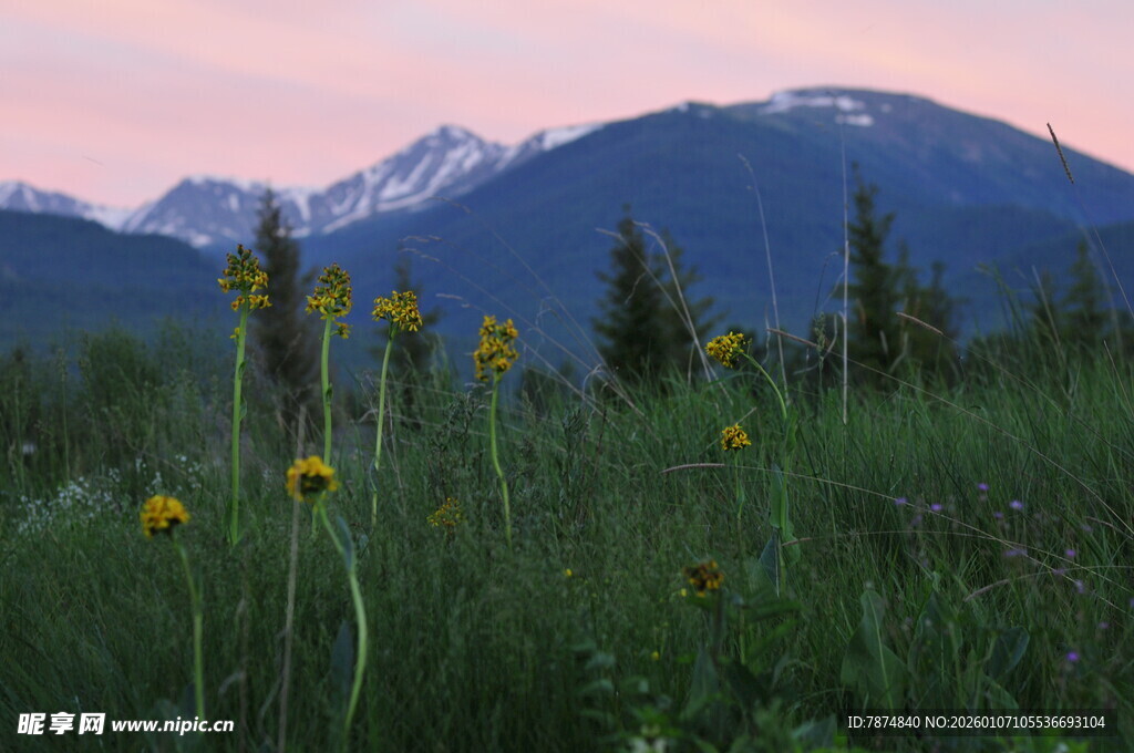 山间花草与远处山峦美景