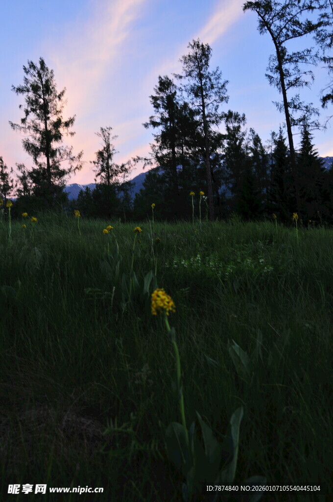 草原黄昏下的孤独小黄花