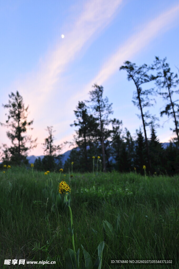 草原黄昏中的灿烂小花