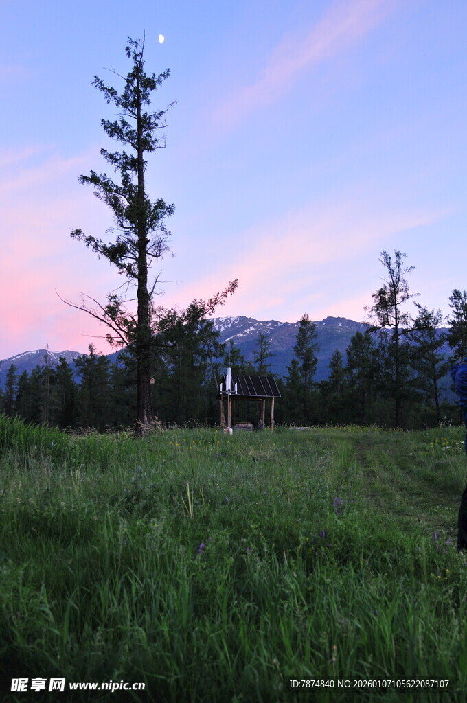 草原暮色中的挺拔树木