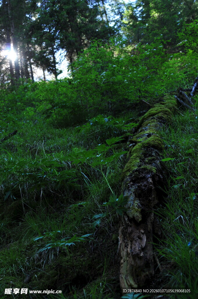 森林中的葱郁植被与树干