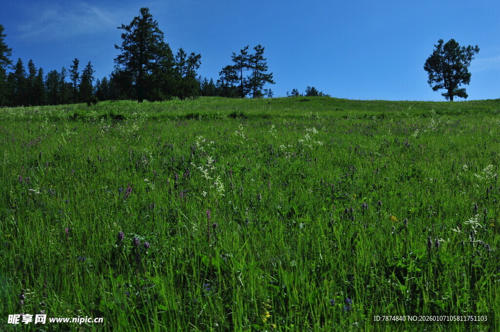 翠绿草地与蓝天树木