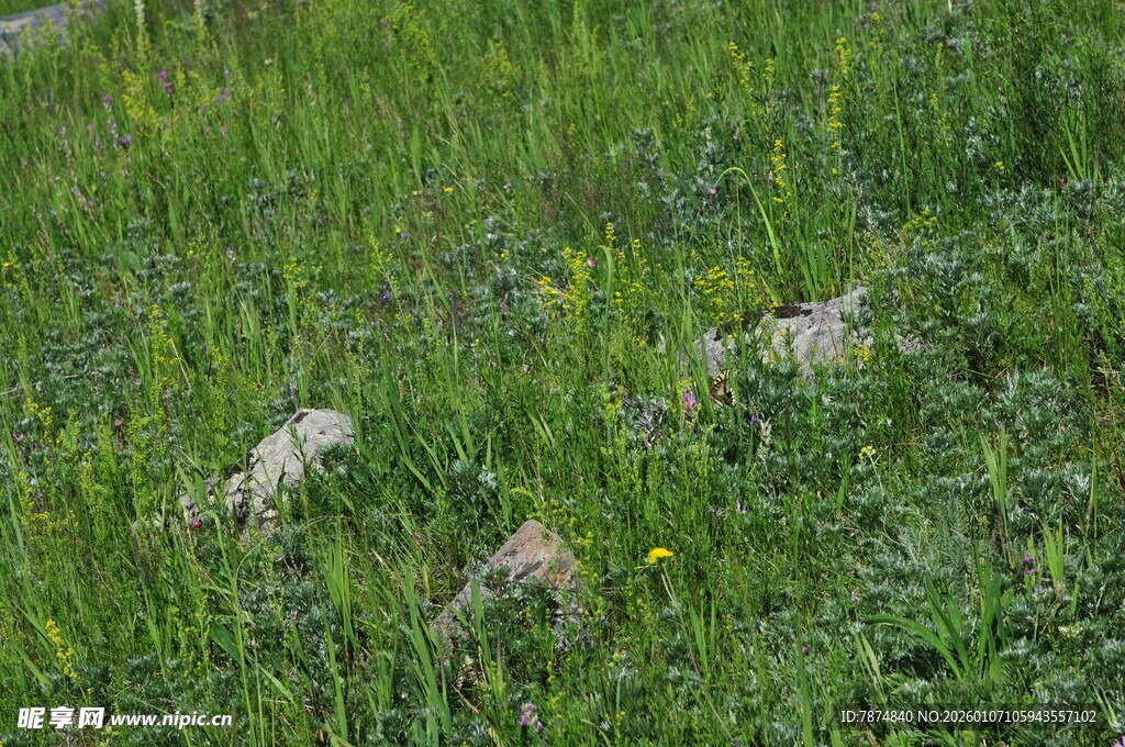 草地上的白色物体