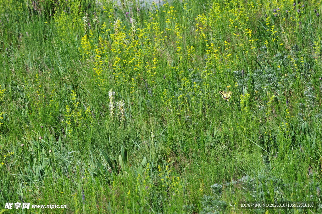 野外葱郁的绿色草地