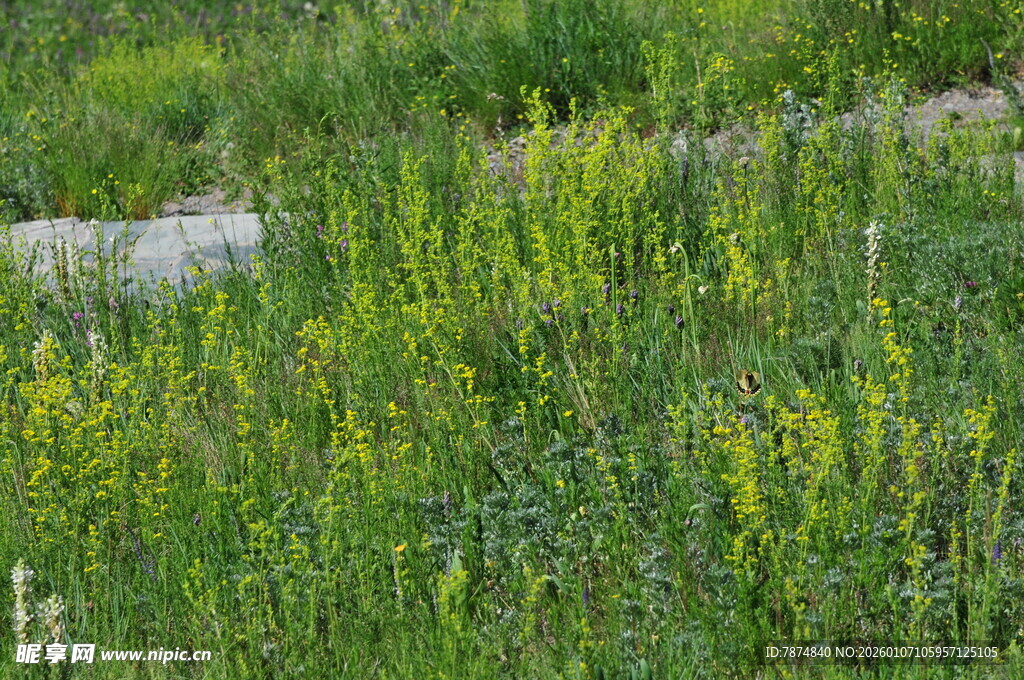 绿意盎然的草地野花景观