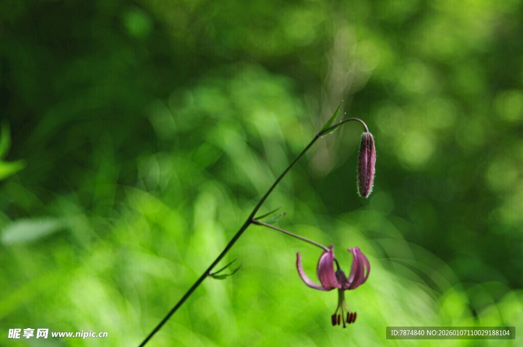 垂吊紫花 绽于绿意之间