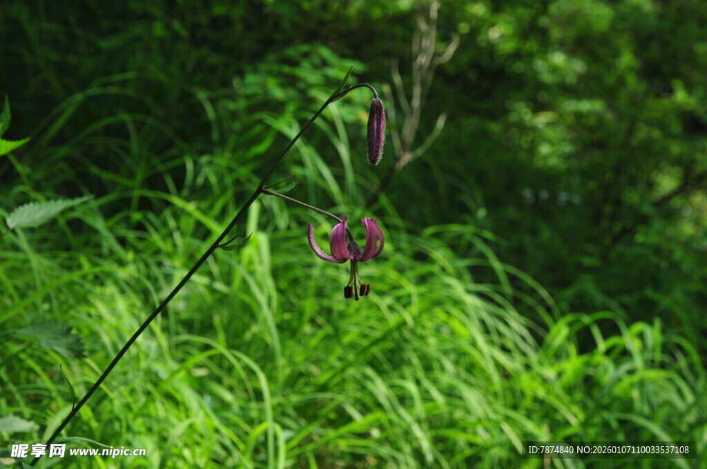 草丛中的紫色小花