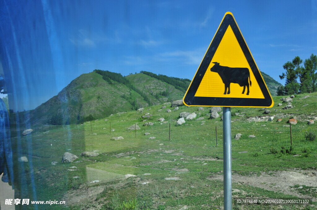 注意前方有牛警示牌
