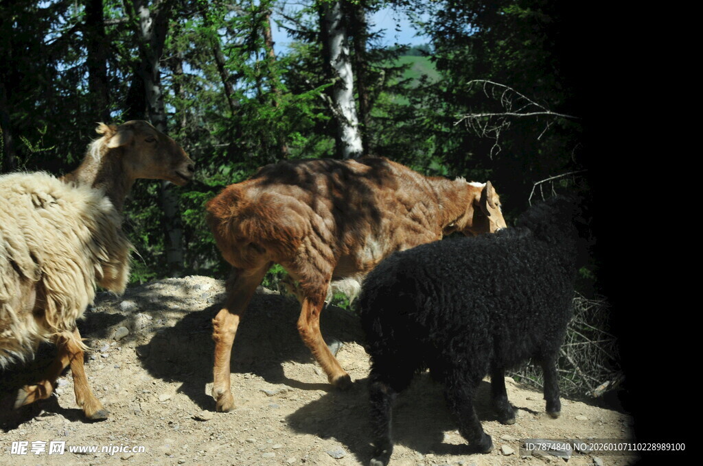 户外群羊在林间活动