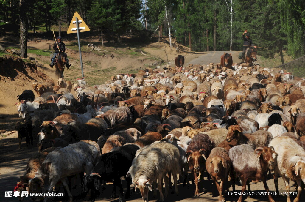 草原上的羊群迁徙场景