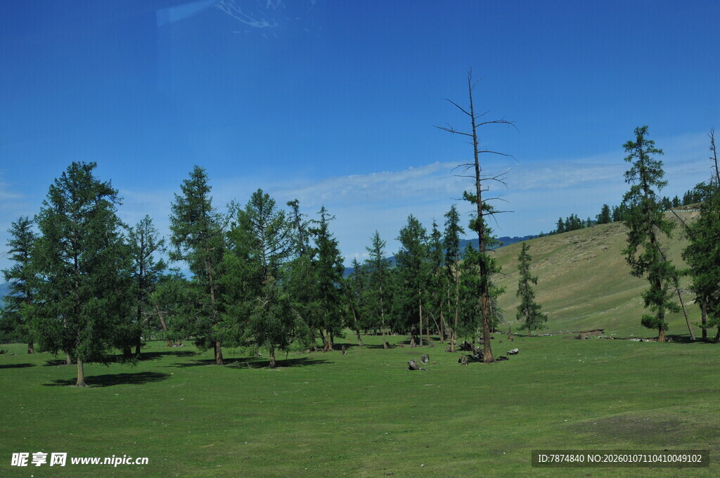 草原上的葱郁树木