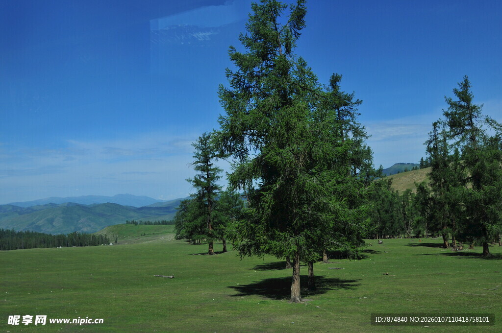 草原上的挺拔树木