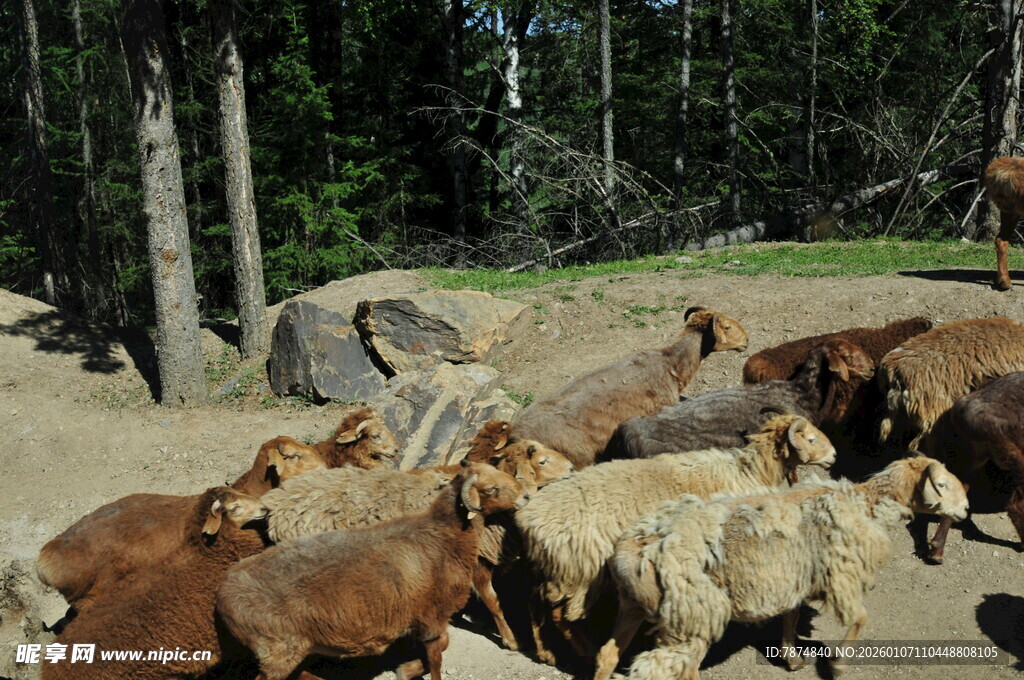 林间的羊群