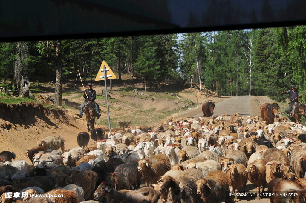 牛群在户外的行进场景