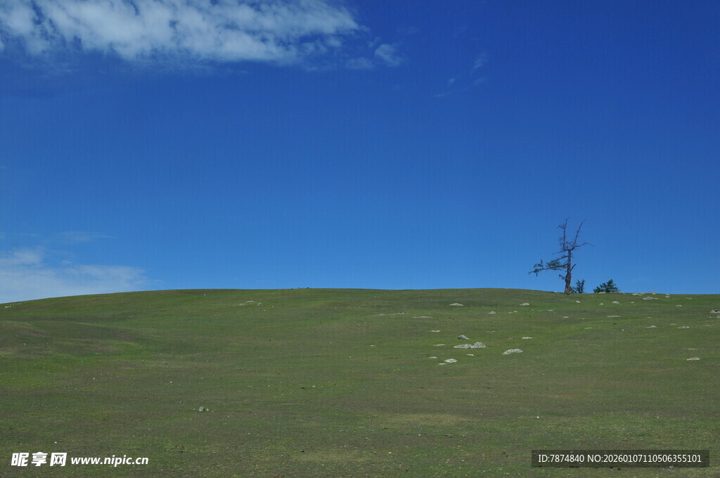 草原上的孤独树木