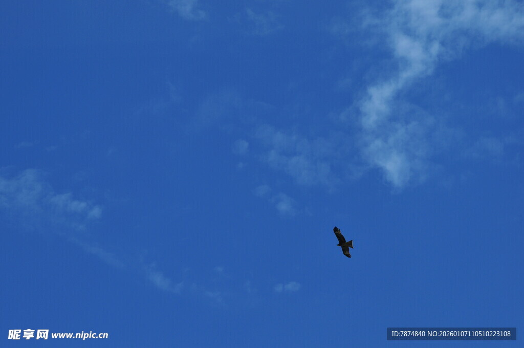 蓝天中翱翔的飞鸟