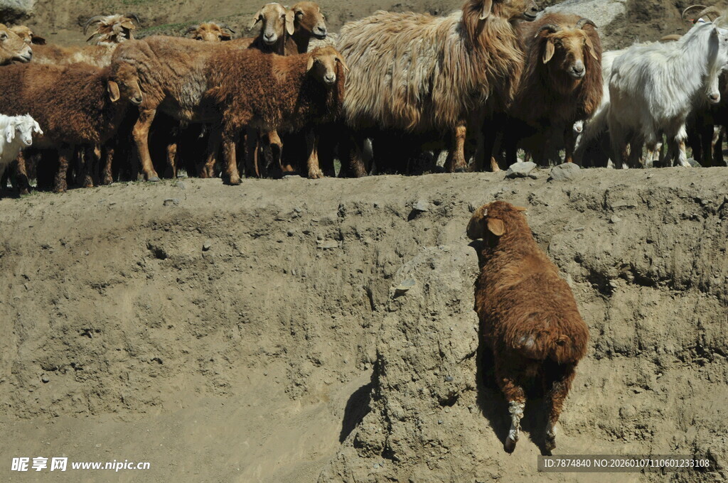 棕熊对峙群狼的惊险瞬间