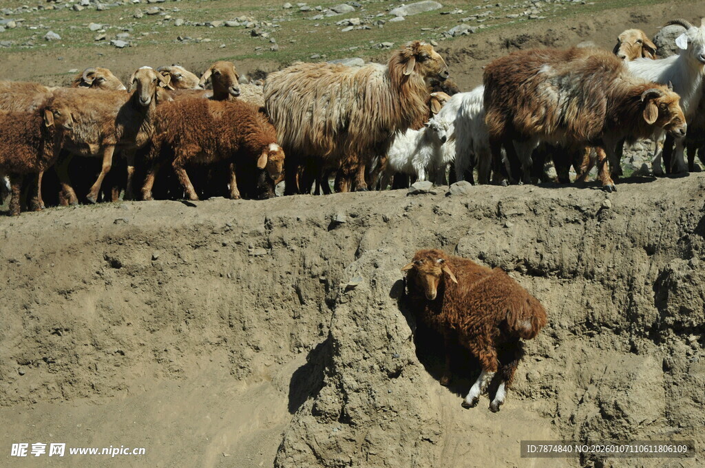 牛群旁一头牛陷入泥坑