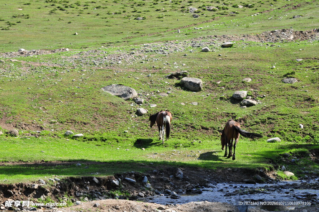 草原河畔的悠闲马群