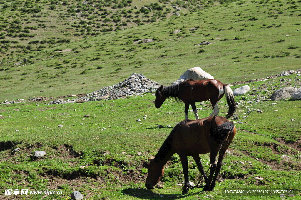 草原上的羊与驴