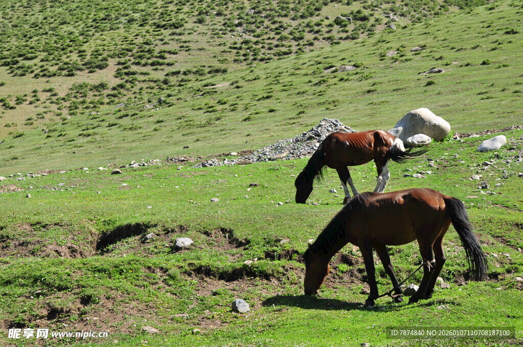 草原上悠闲吃草的马匹