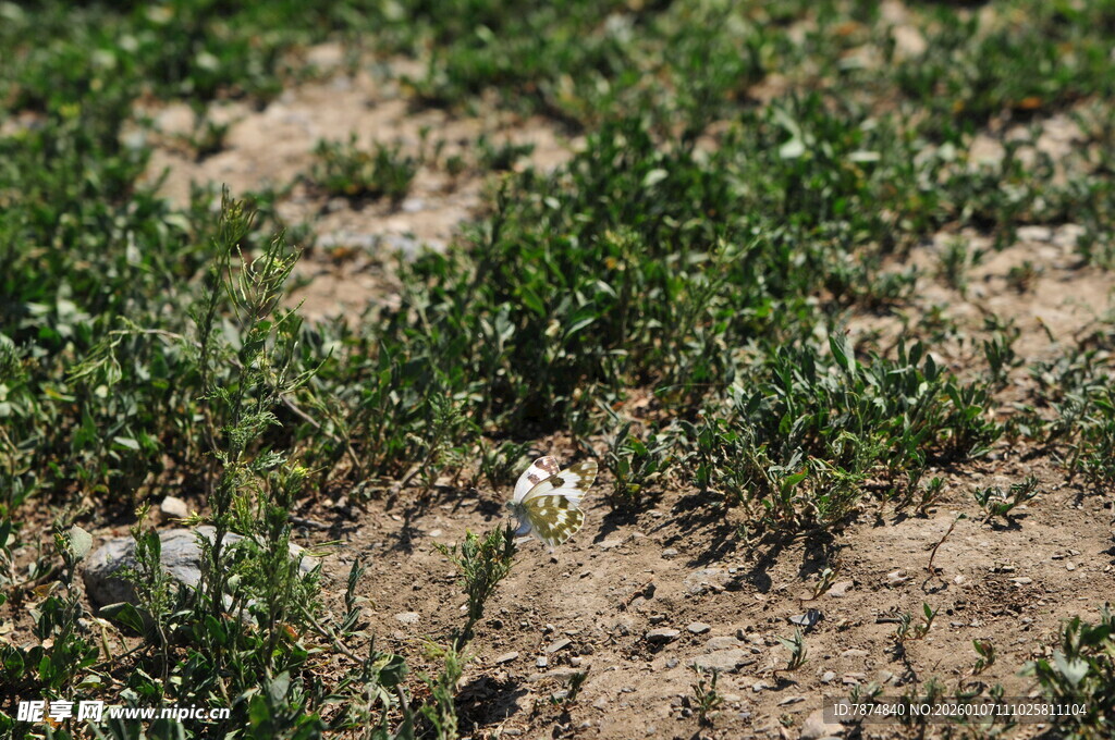 田野中的白色小花