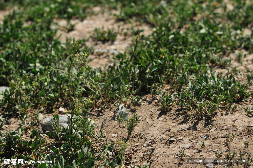 田间嫩绿小草生长景象