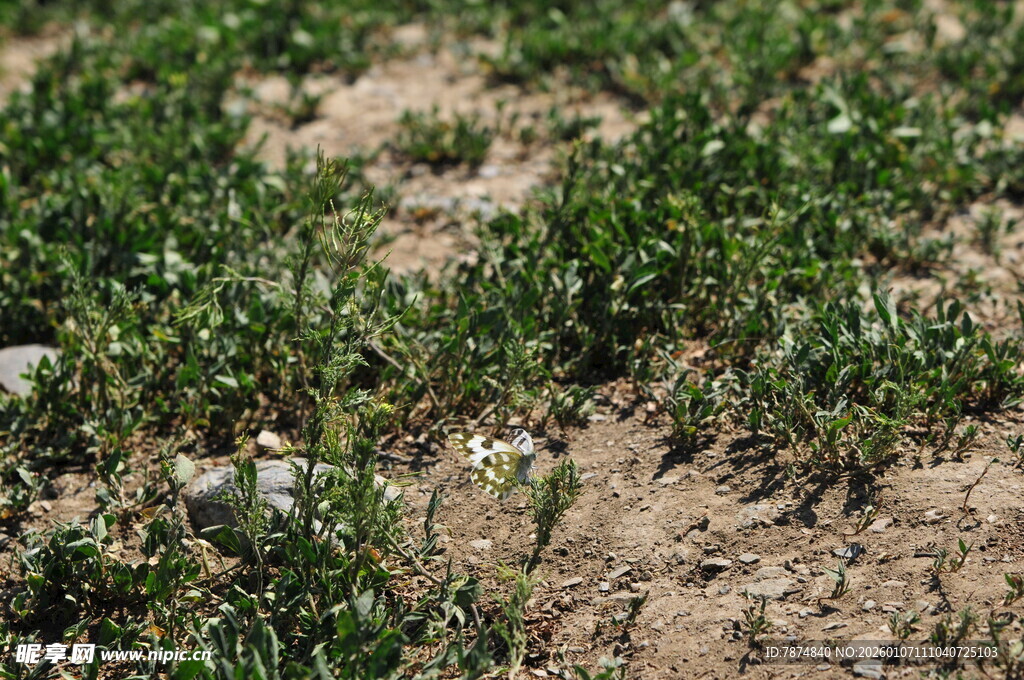 地面嫩绿小草与碎石