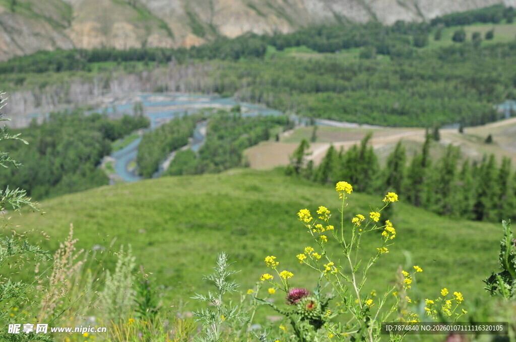 山间绿野繁花的美丽景致