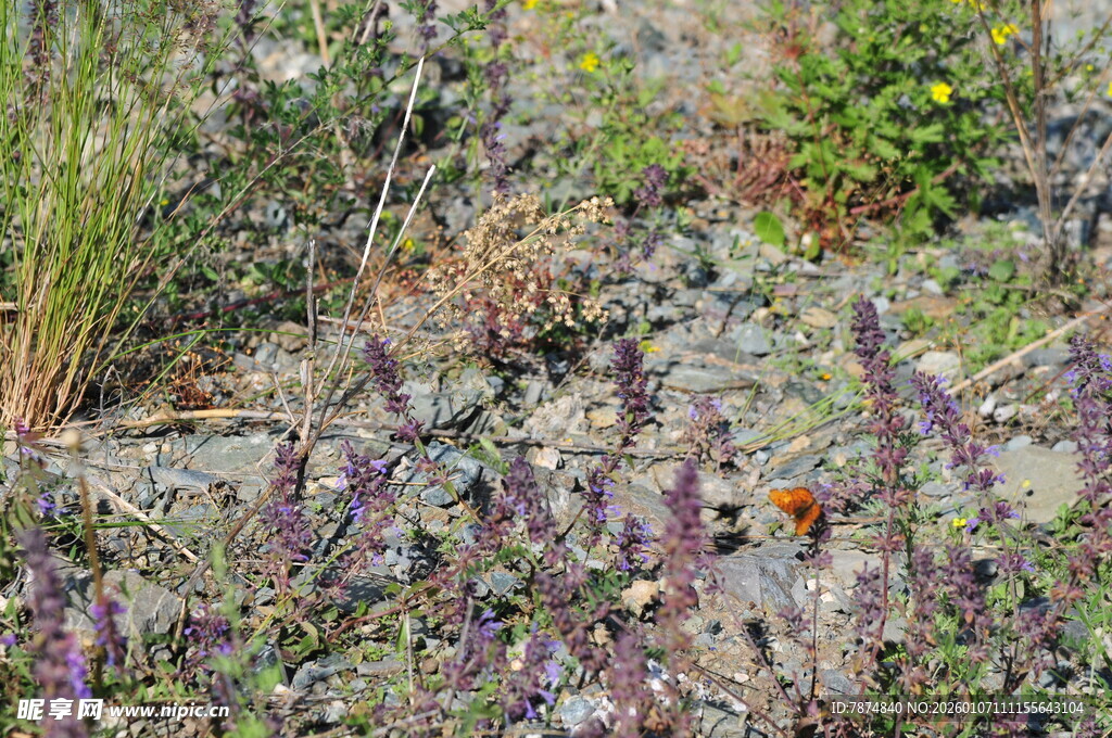 野外多彩植物景观