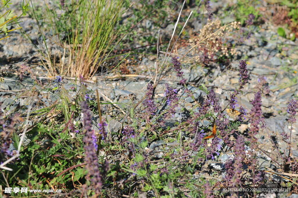 野外生长的多样低矮植物