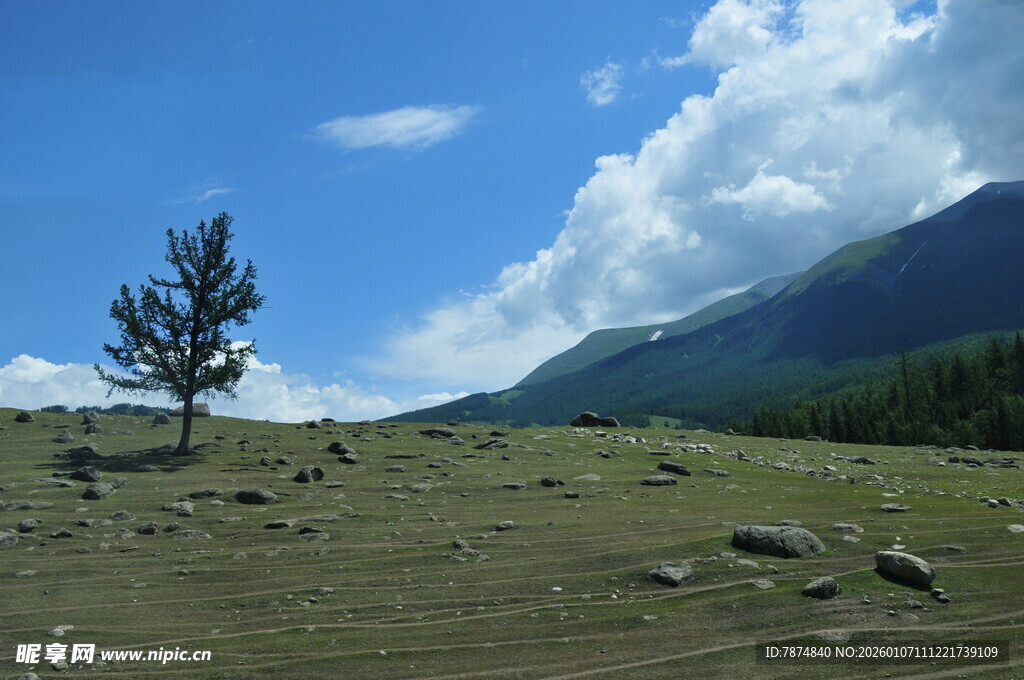 草原孤树与远山美景