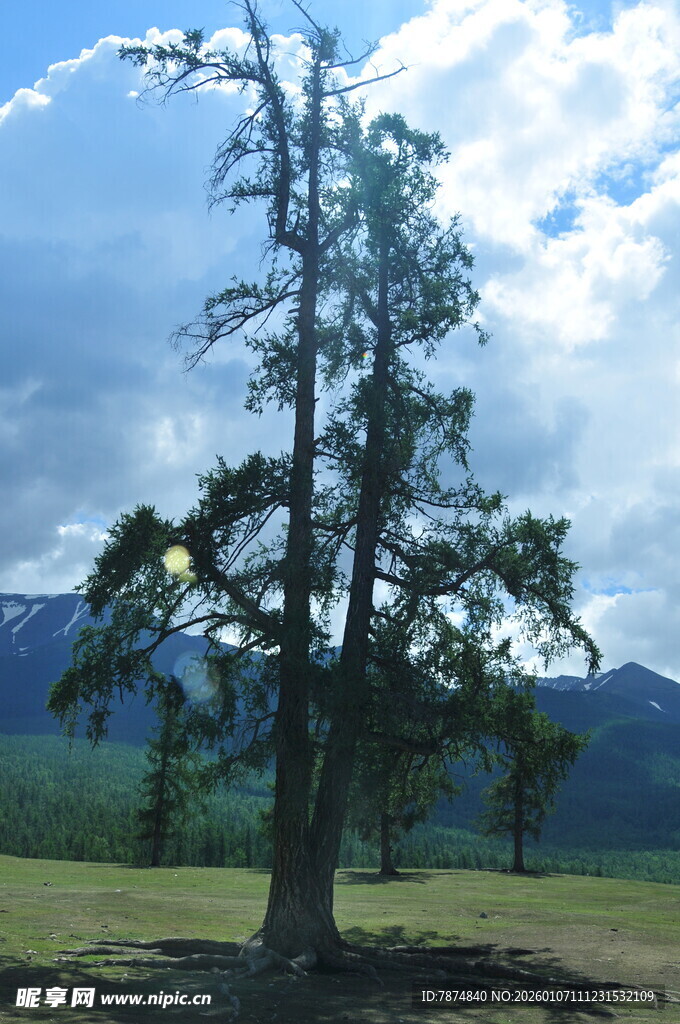 草原孤树与远山美景