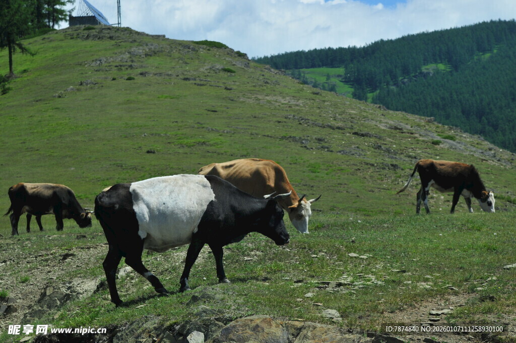 草原上的牛群悠然吃草