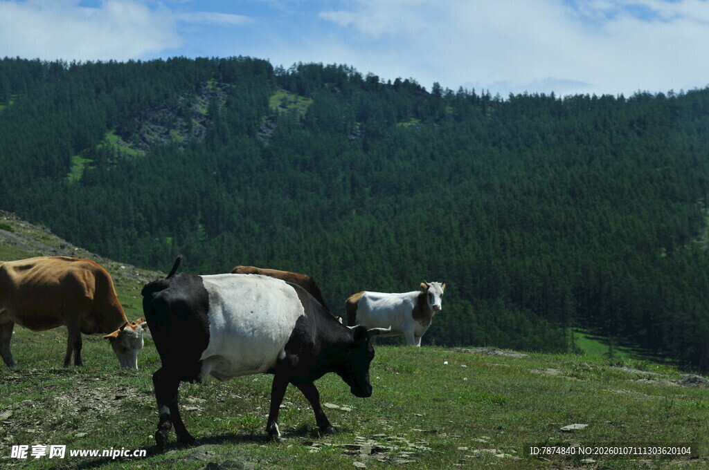 草原上的牛群