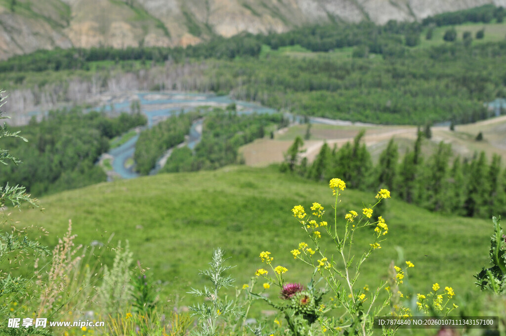 山间绿野中的烂漫花卉