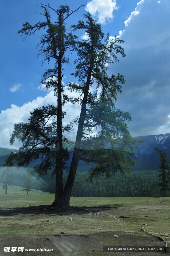 草原上的挺拔树木